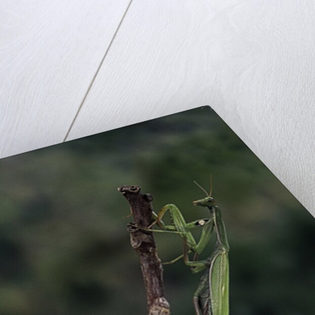 Mantis religiosa (praying mantis) - laying by Anonymous