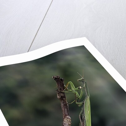 Mantis religiosa (praying mantis) - laying by Anonymous