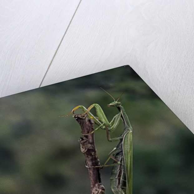 Mantis religiosa (praying mantis) - laying by Anonymous