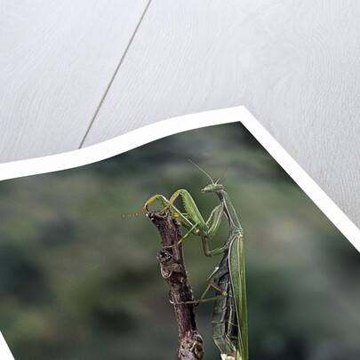 Mantis religiosa (praying mantis) - laying by Anonymous