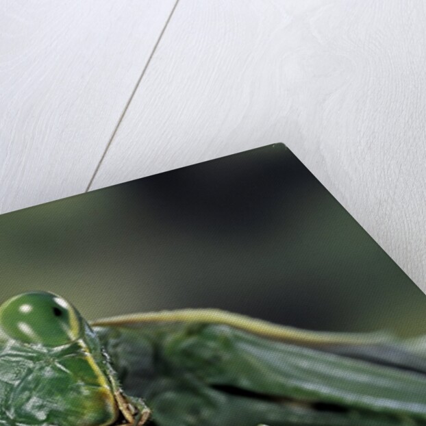 Mantis religiosa (praying mantis) by Anonymous
