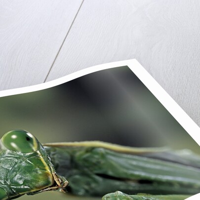 Mantis religiosa (praying mantis) by Anonymous
