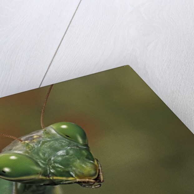 Mantis religiosa (praying mantis) by Anonymous