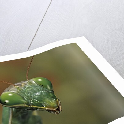 Mantis religiosa (praying mantis) by Anonymous