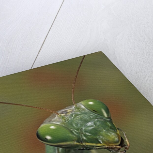 Mantis religiosa (praying mantis) by Anonymous