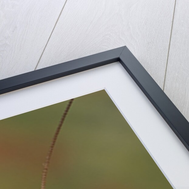 Mantis religiosa (praying mantis) by Anonymous