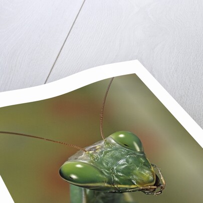 Mantis religiosa (praying mantis) by Anonymous