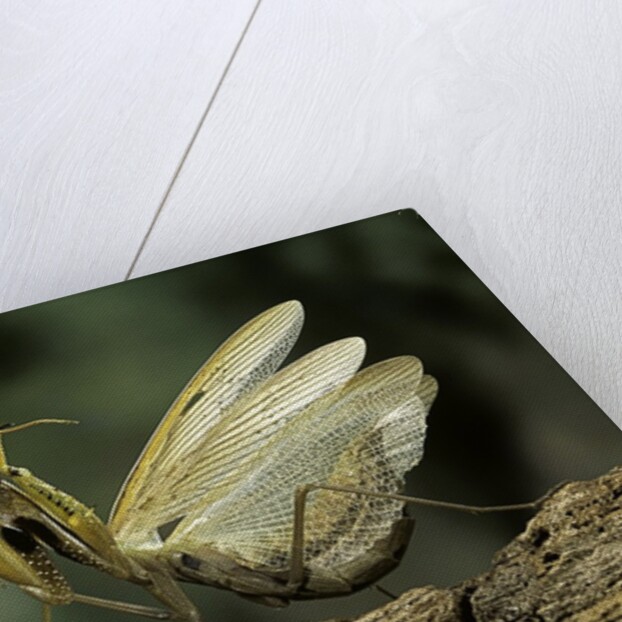 Mantis religiosa (praying mantis) - in defensive posture, threat display by Anonymous