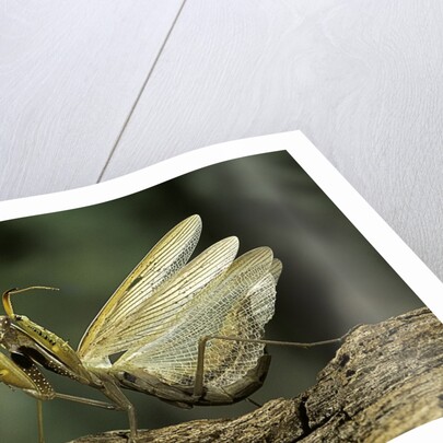 Mantis religiosa (praying mantis) - in defensive posture, threat display by Anonymous