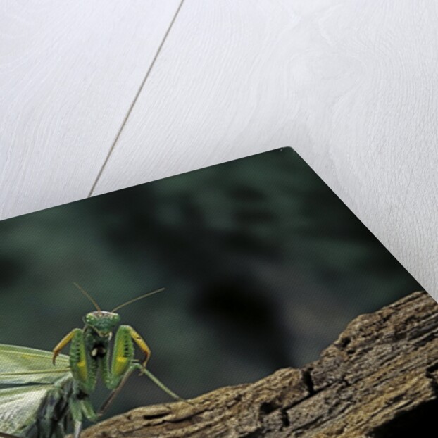 Mantis religiosa (praying mantis) - in defensive posture, threat display by Anonymous