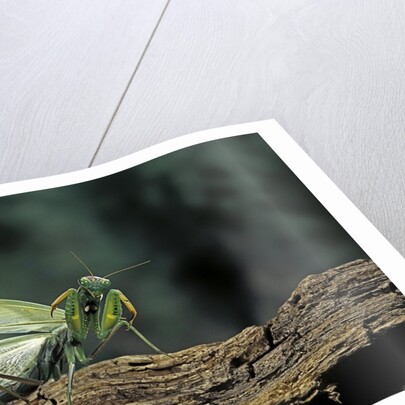 Mantis religiosa (praying mantis) - in defensive posture, threat display by Anonymous