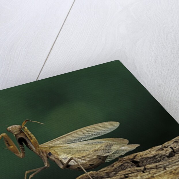 Mantis religiosa (praying mantis) - in defensive posture, threat display by Anonymous
