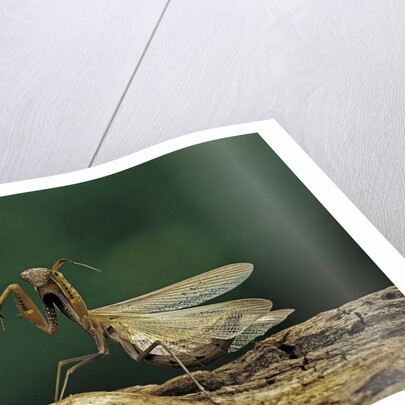 Mantis religiosa (praying mantis) - in defensive posture, threat display by Anonymous