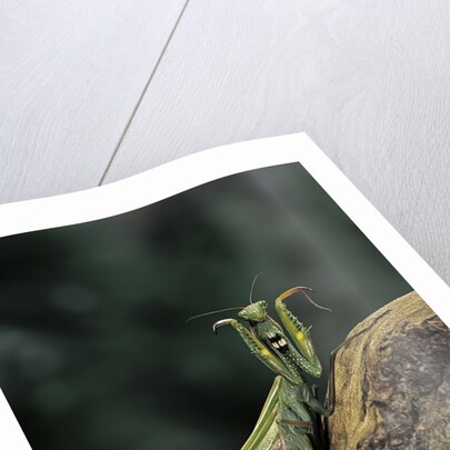 Mantis religiosa (praying mantis) - in defensive posture, threat display by Anonymous