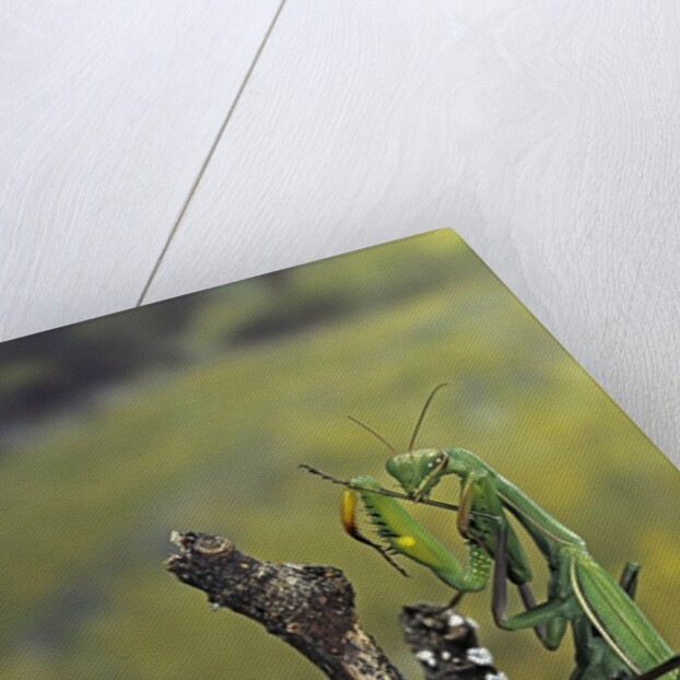 Mantis religiosa (praying mantis) - female ready to lay by Anonymous