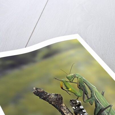 Mantis religiosa (praying mantis) - female ready to lay by Anonymous