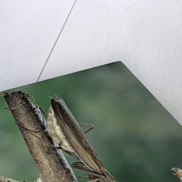 Mantis religiosa (praying mantis) - female ready to lay by Anonymous