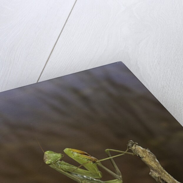 Mantis religiosa (praying mantis) by Anonymous