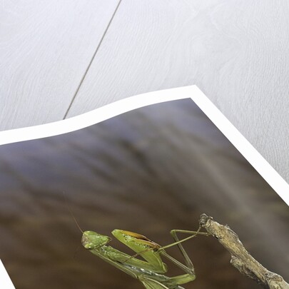 Mantis religiosa (praying mantis) by Anonymous