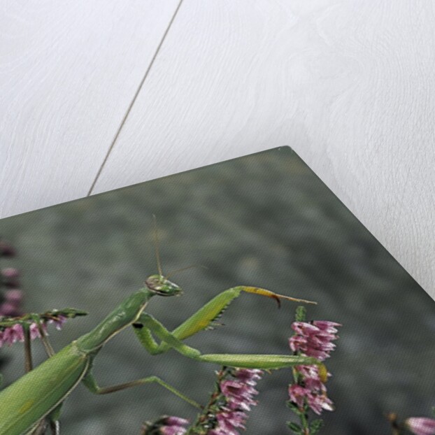 Mantis religiosa (praying mantis) by Anonymous