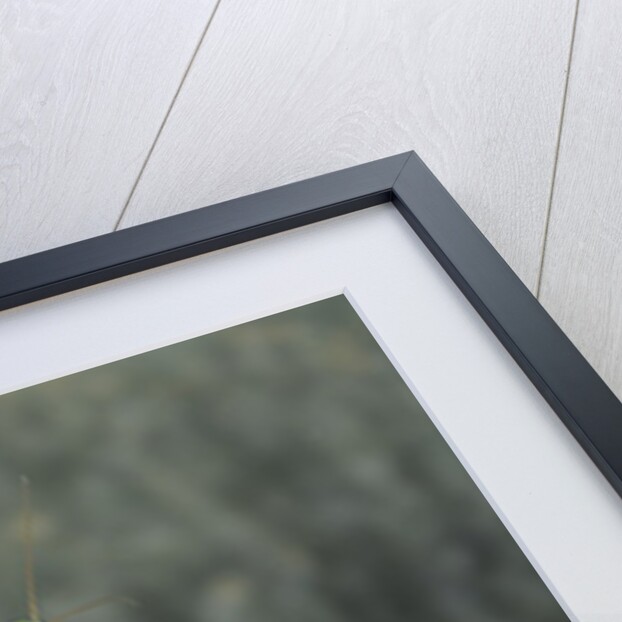 Mantis religiosa (praying mantis) by Anonymous