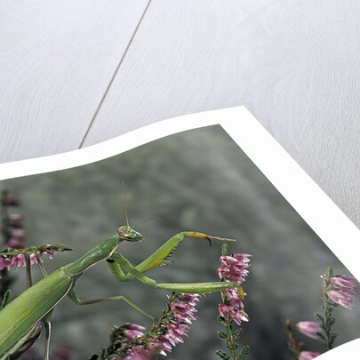 Mantis religiosa (praying mantis) by Anonymous