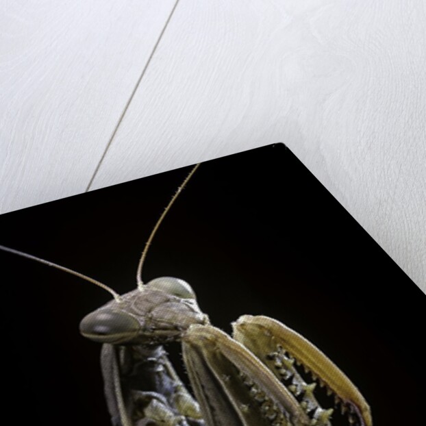 Mantis religiosa (praying mantis) by Anonymous