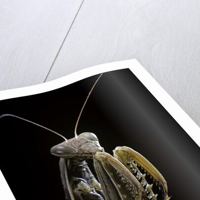 Mantis religiosa (praying mantis) by Anonymous
