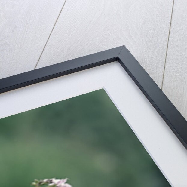 Mantis religiosa (praying mantis) by Anonymous