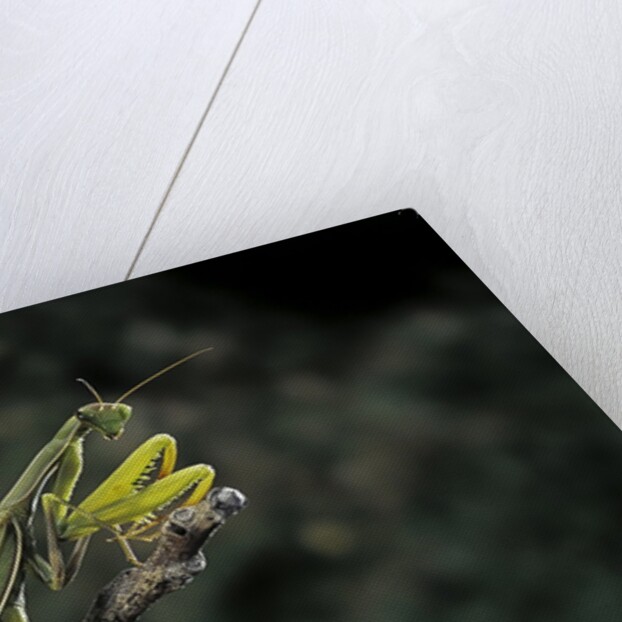Mantis religiosa (praying mantis) by Anonymous