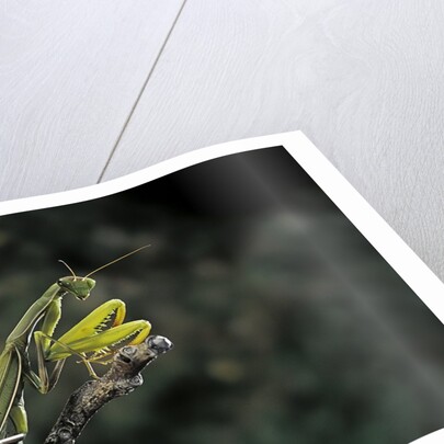 Mantis religiosa (praying mantis) by Anonymous