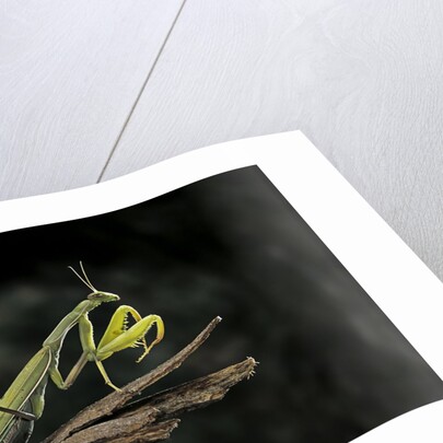 Mantis religiosa (praying mantis) by Anonymous