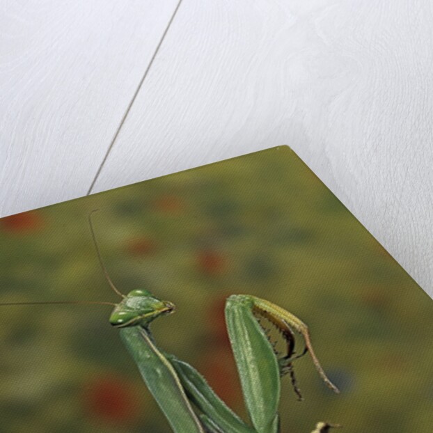 Mantis religiosa (praying mantis) by Anonymous