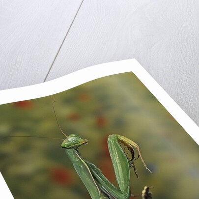 Mantis religiosa (praying mantis) by Anonymous