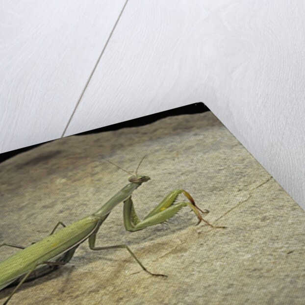 Mantis religiosa (praying mantis) - on stone by Anonymous