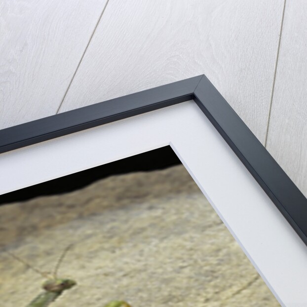 Mantis religiosa (praying mantis) - on stone by Anonymous