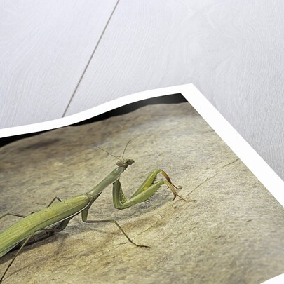 Mantis religiosa (praying mantis) - on stone by Anonymous
