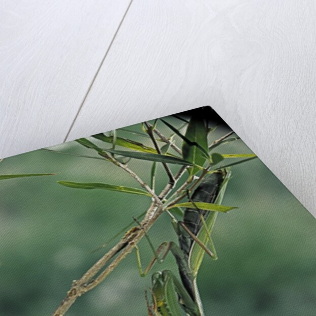 Mantis religiosa (praying mantis) by Anonymous