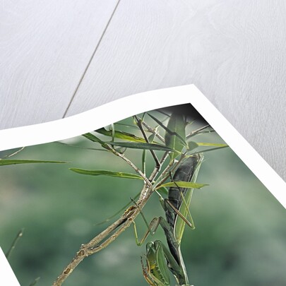 Mantis religiosa (praying mantis) by Anonymous