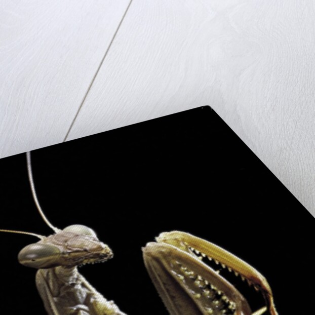 Mantis religiosa (praying mantis) by Anonymous