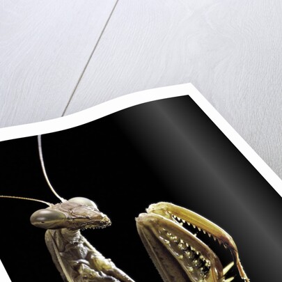 Mantis religiosa (praying mantis) by Anonymous