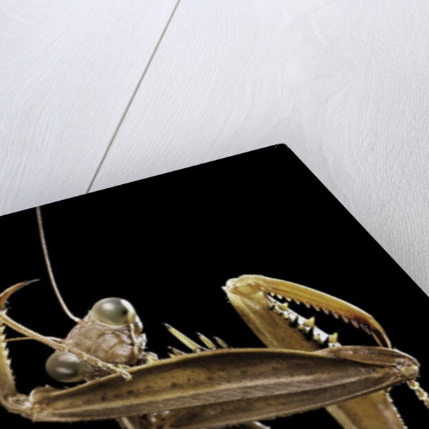 Mantis religiosa (praying mantis) by Anonymous