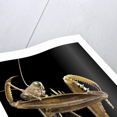Mantis religiosa (praying mantis) by Anonymous