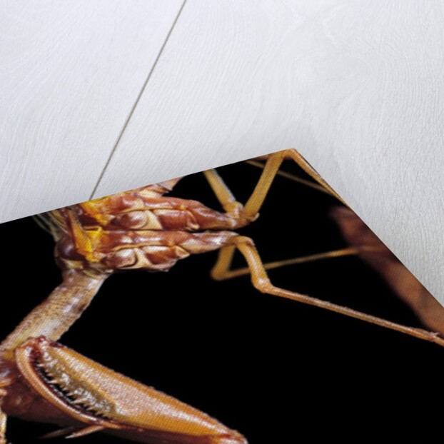 Mantispa styriaca (mantidfly) - portrait by Anonymous