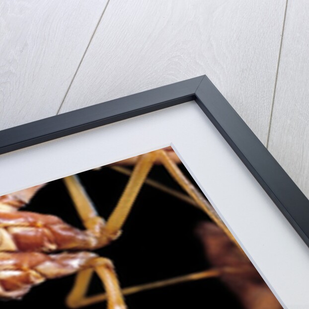 Mantispa styriaca (mantidfly) - portrait by Anonymous