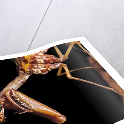 Mantispa styriaca (mantidfly) - portrait by Anonymous