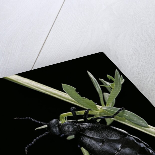 Meloe proscarabaeus (black oil beetle) by Anonymous