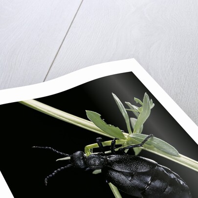 Meloe proscarabaeus (black oil beetle) by Anonymous