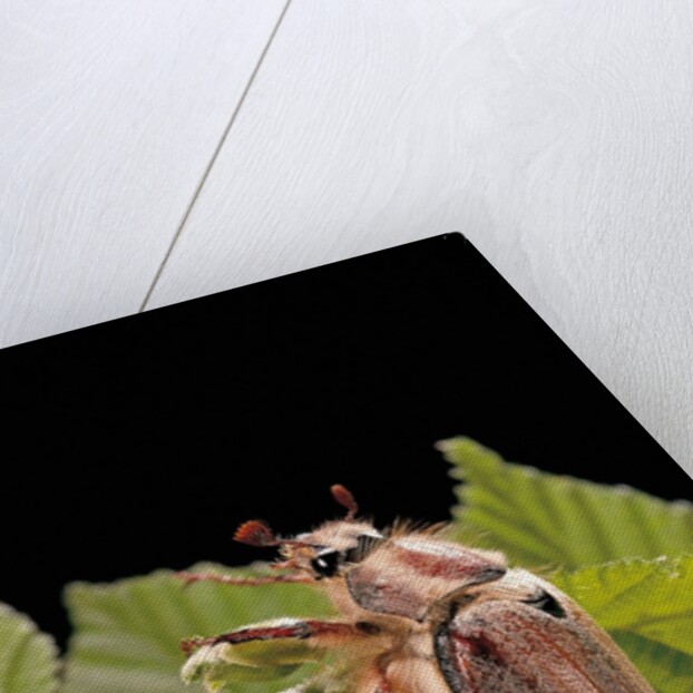 Melolontha melolontha (cockchafer, maybug) by Anonymous