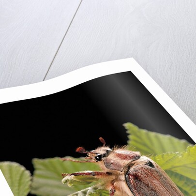 Melolontha melolontha (cockchafer, maybug) by Anonymous